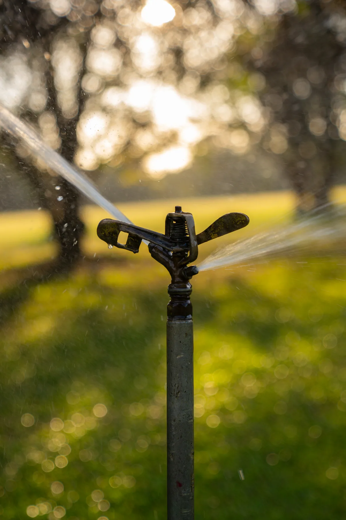 Dawn irrigation across the fairways