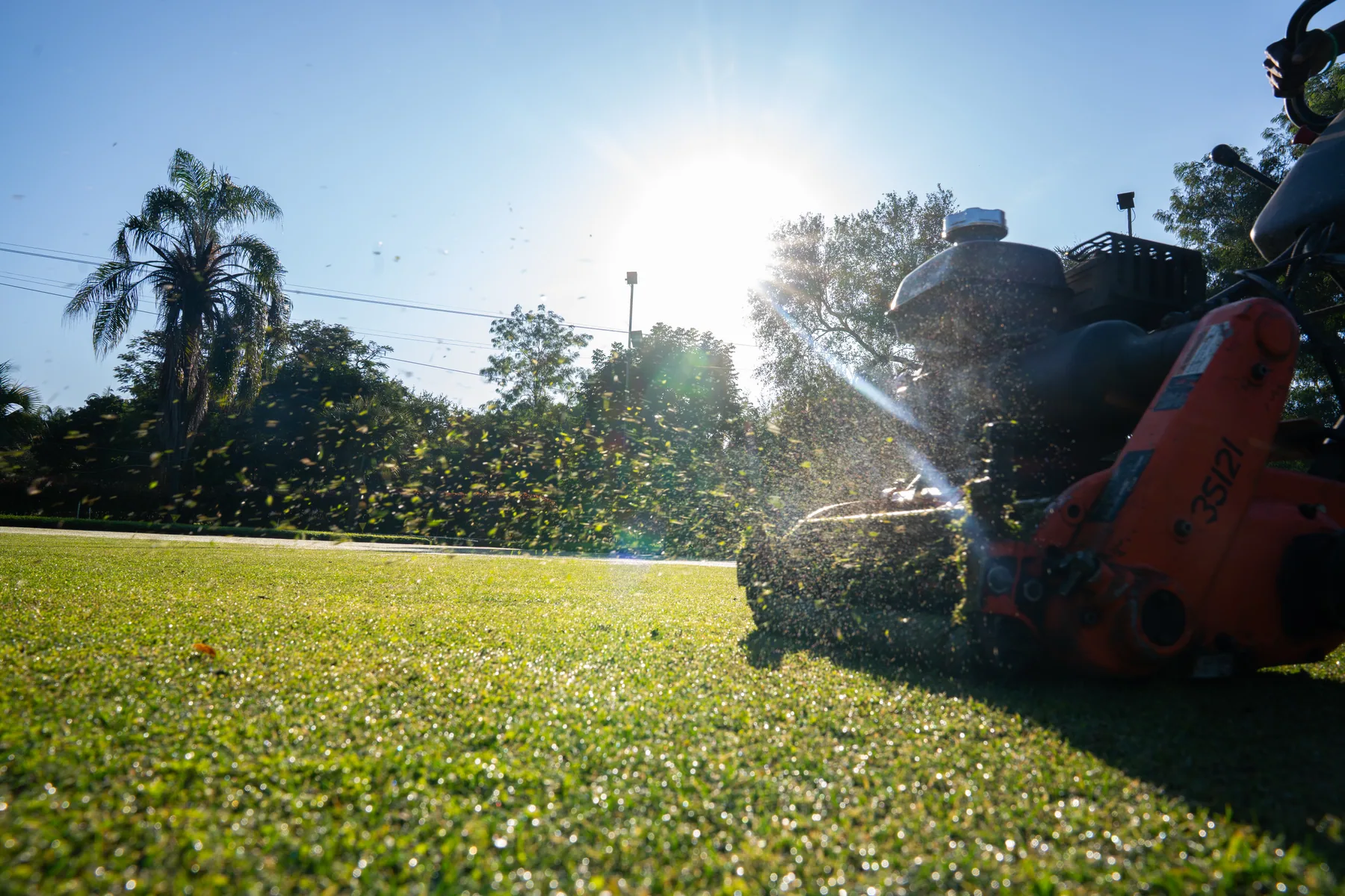 Tending the green at golden hour