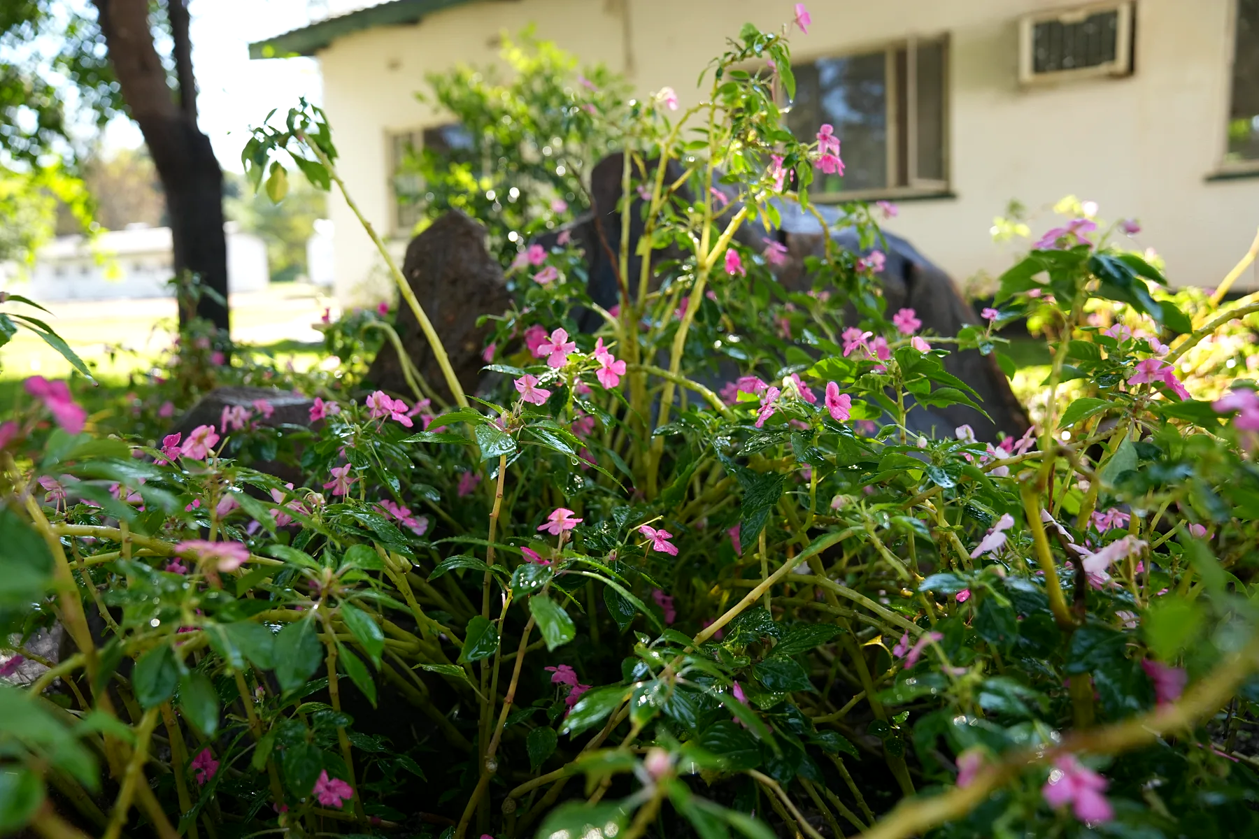 Flowering estate gardens